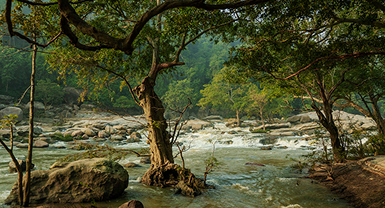 A river running through Sri Lankan forest