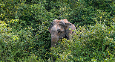 A wild elephant among the trees