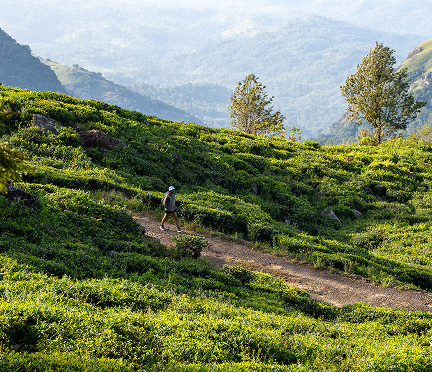 Tea plucker walking through the plantations